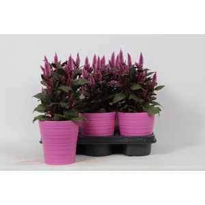 KAMERPL BLOEIEND GEM