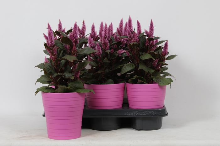 <h4>KAMERPL BLOEIEND GEM</h4>