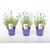 Lavandula angustifolia 'Ardèche Blue'