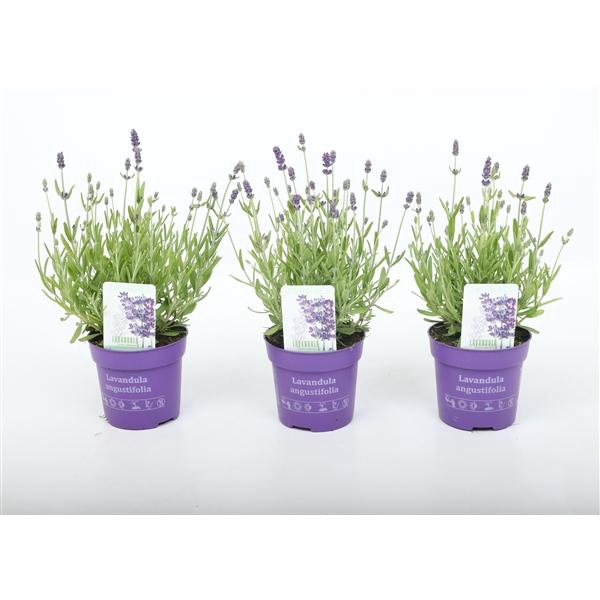 Lavandula angustifolia 'Ardèche Blue'
