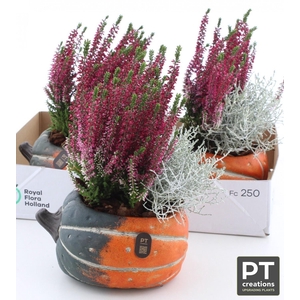 ARR TUINPLANTEN