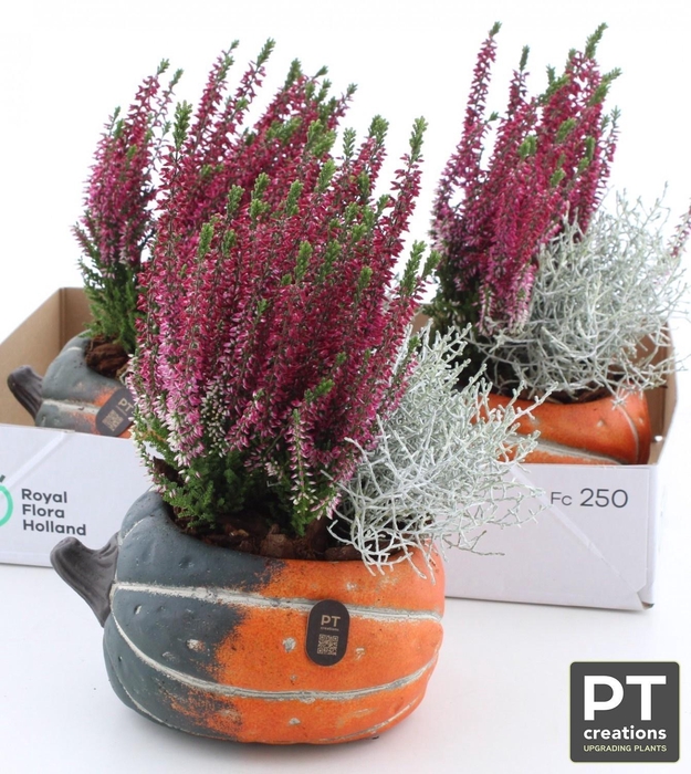 <h4>ARR TUINPLANTEN</h4>