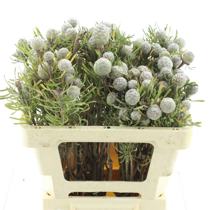 <h4>Leucad Galpini</h4>