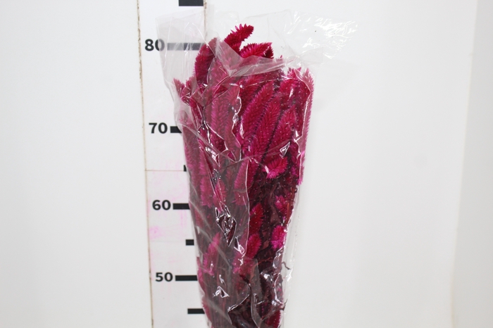<h4>CELOSIA RABO DE GATO DESIDRATADO PINK</h4>