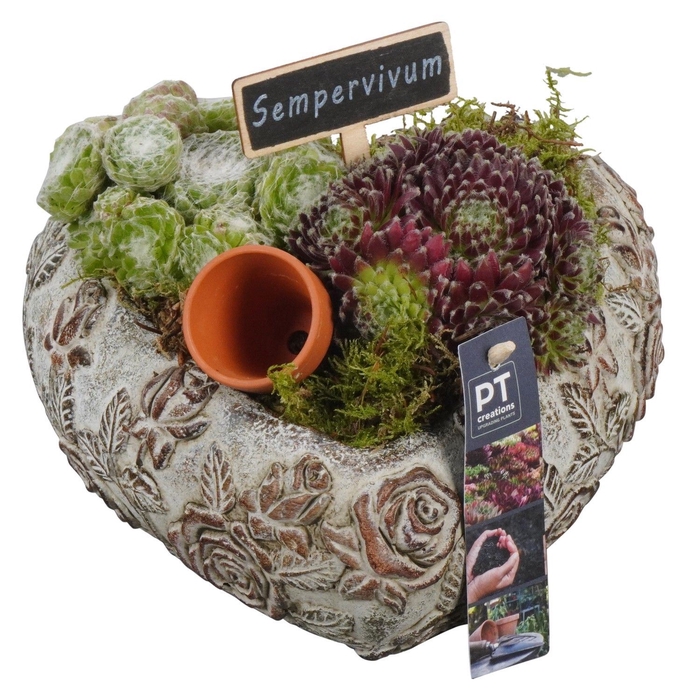 <h4>Arr.  Sempervivum L%</h4>