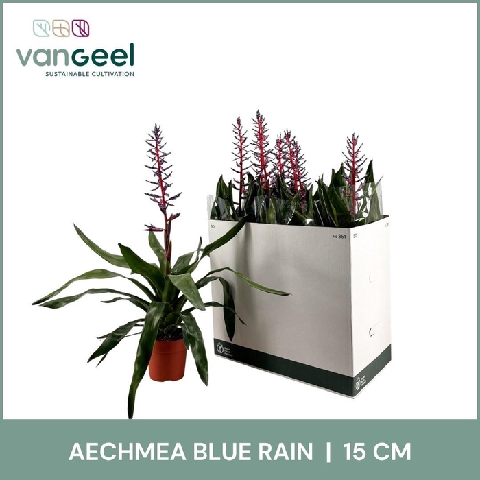<h4>AECH BLUE RAIN</h4>