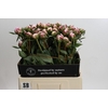 Paeonia Sarah Bernhardt