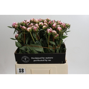 Paeonia Sarah Bernhardt