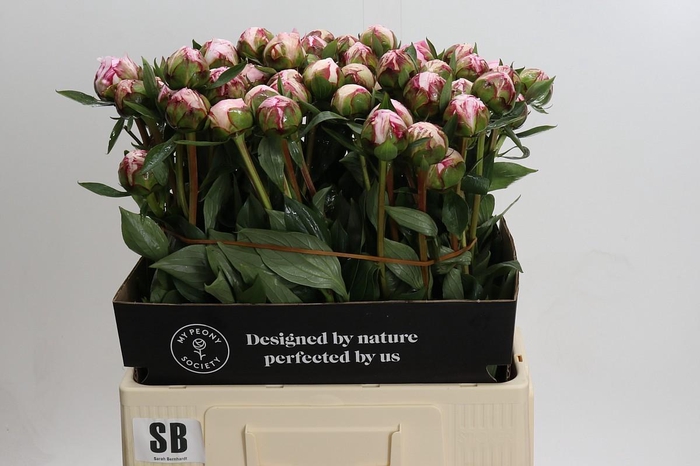 <h4>Paeonia Sarah Bernhardt</h4>