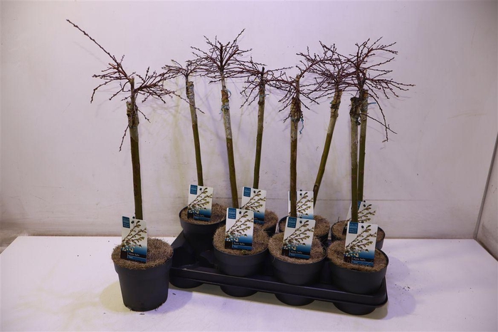 <h4>Salix Rep Iona</h4>