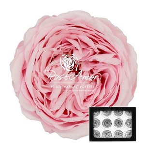 Amelia Pin99