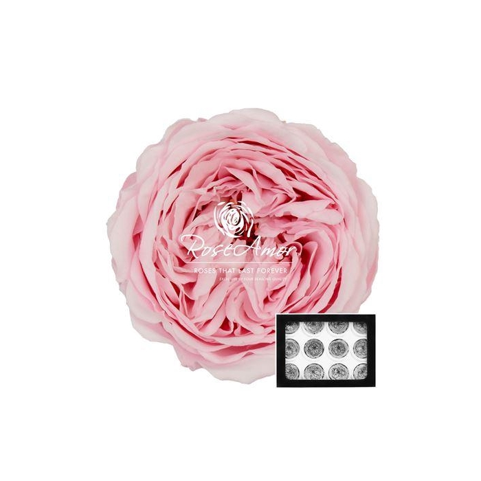 <h4>Amelia Pin99</h4>