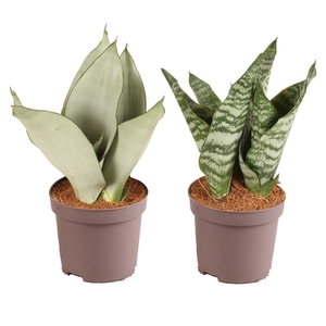 Sansevieria trif. Mix pot ø12cm in ø12cm Carbon Free pot