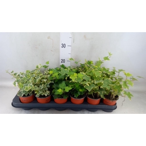 Hedera helix   ...mix 3