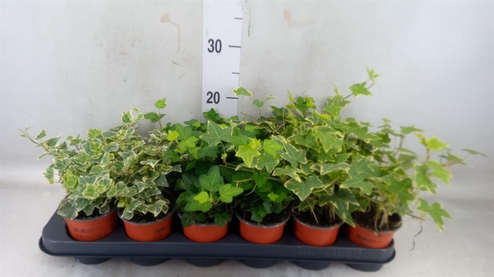 <h4>Hedera helix   ...mix 3</h4>