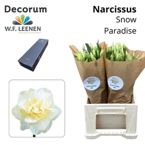 Narcissus Snow Paradise Large Box 300