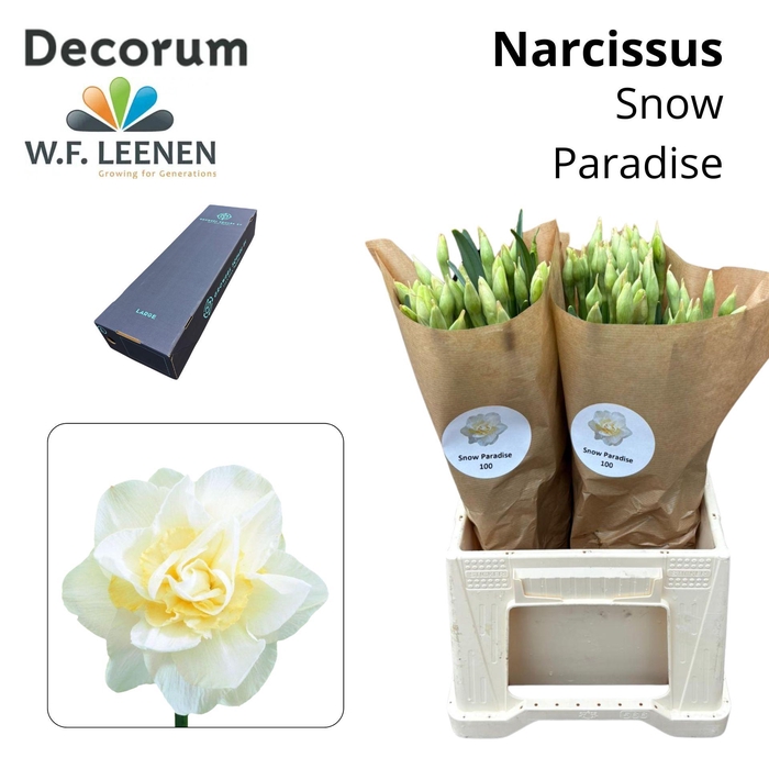 Narcissus Snow Paradise Large Box 300