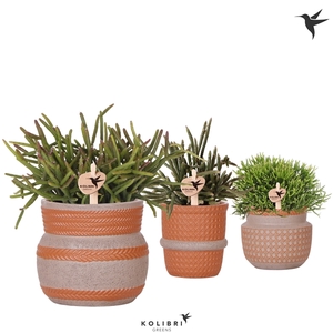 Kolibri Greens Rhipsalis mix in Ethnic pot terracotta mix