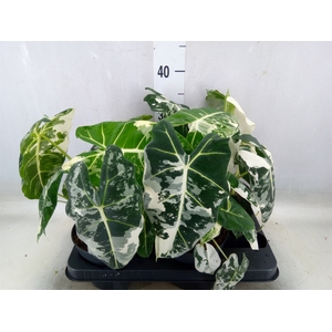 Alocasia   ...