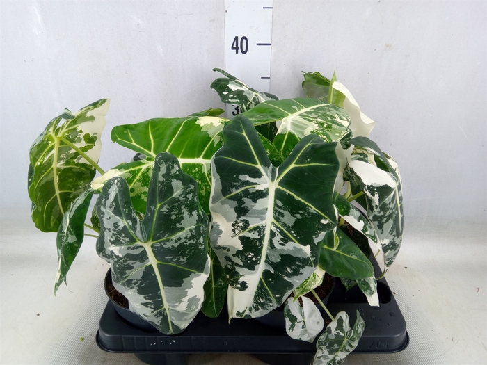 <h4>Alocasia   ...</h4>