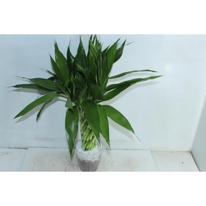 BAMBU TORCIDO ACRILICO
