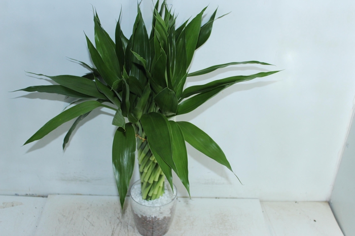 <h4>BAMBU TORCIDO ACRILICO</h4>