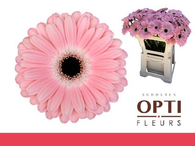 <h4>GE GR DULCIE</h4>