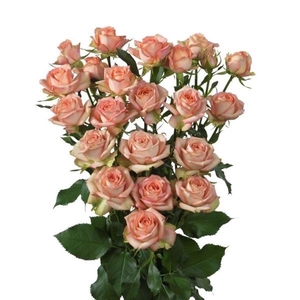 Rosa TR 'Azore' BRAAM