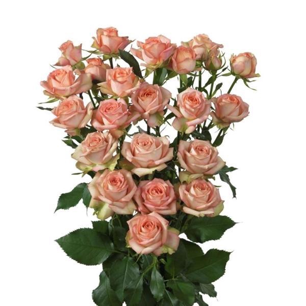 <h4>Rosa TR 'Azore' BRAAM</h4>