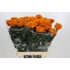 Tagetes Marigold Promise Orange
