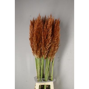 Cortaderia Sel. Copper/brown