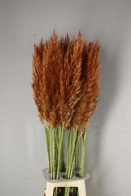 <h4>Cortaderia Sel. Copper/brown</h4>