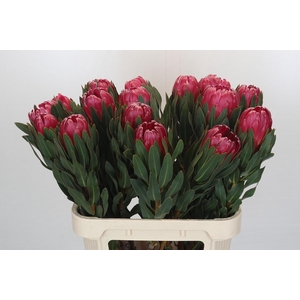Protea Brenda