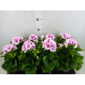 Pelargonium gran.   ..