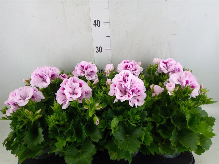 <h4>Pelargonium gran.   ..</h4>
