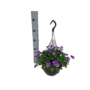 VIO CO END F1 LAVEND