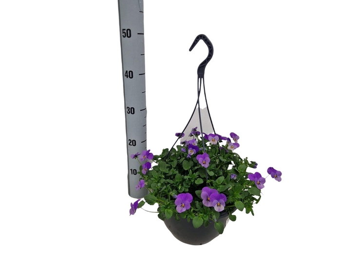 <h4>VIO CO END F1 LAVEND</h4>