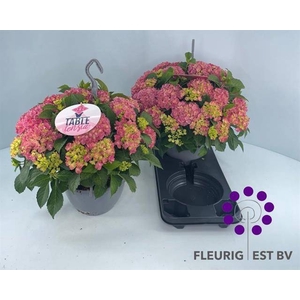 .Hydrangea macrophylla table-tensia