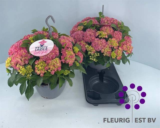 <h4>.Hydrangea macrophylla table-tensia</h4>