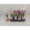 Phal Mini 2 Branche 12+ Decopotje
