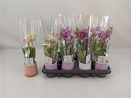 Phal Mini 2 Branche 12+ Decopotje