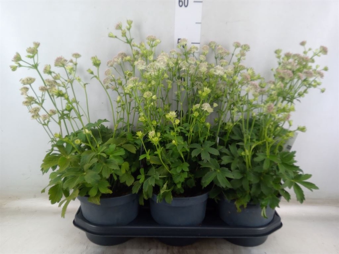 <h4>Astrantia major</h4>