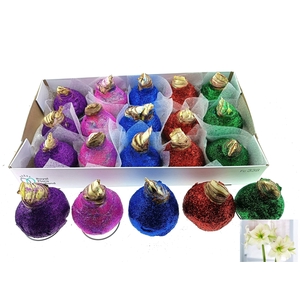 BLOEMBOL HIPPEASTRUM