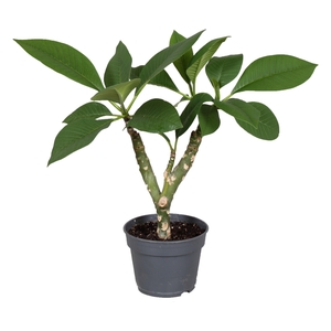 Green Plumeria 2/3 Branches NO BUDS