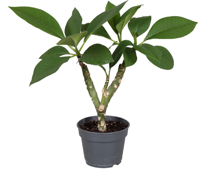 <h4>Green Plumeria 2/3 Branches NO BUDS</h4>
