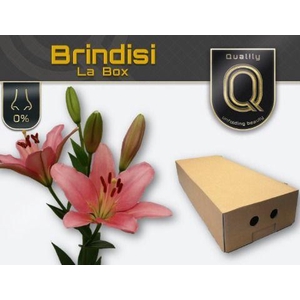 LI LA BRINDISI MAGNUM LA BOX 47+