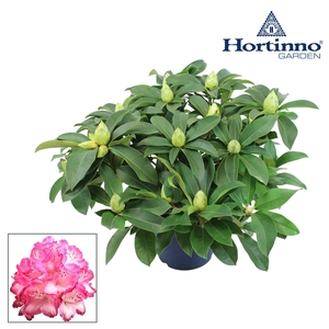 Hortinno® Garden XXL The Original groen 50 - 60 cm