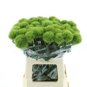 Di Barb Green Trick