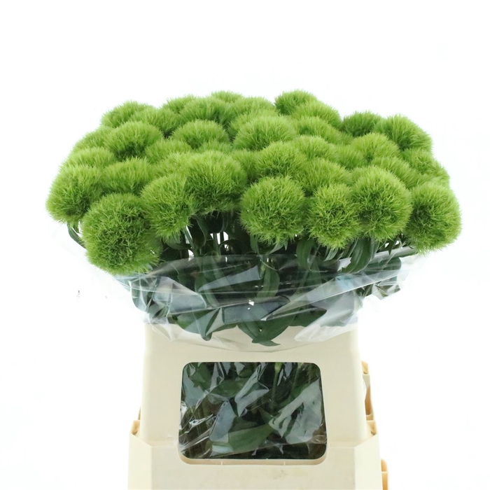 <h4>Di Barb Green Trick</h4>
