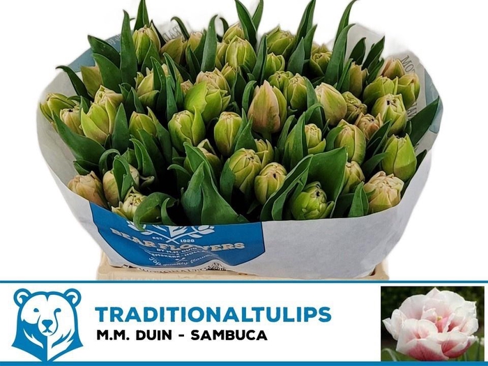 <h4>TU DU SAMBUCA</h4>